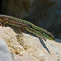 Вы ко мне? С добром ли?