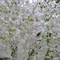 Ледяное дерево