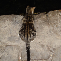 На грани света и тени