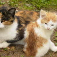 Символ-мама, символ-сын:)