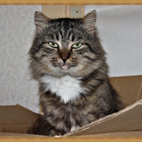 Кот из коробки