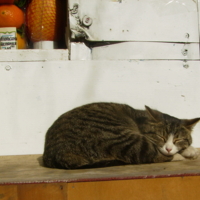 Символ года не продается :))