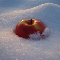 Яблоки на снегу...