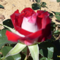 Бело красная роза