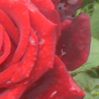 утренняя роза