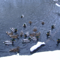 Серые шейки :)