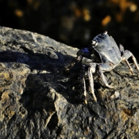 Я не Кактус!!!