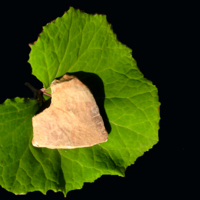 Несовместимость характеров