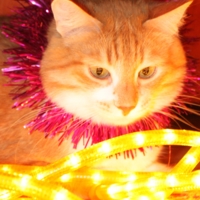 праздничный кот )))