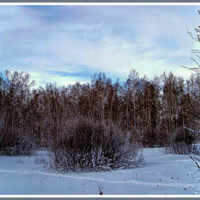 Хмурый зимний лес