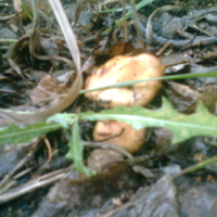 грибы в дождь