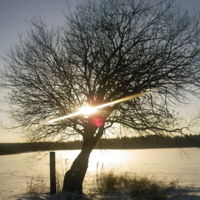 одинокое зимнее дерево