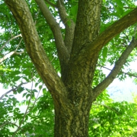 пробковое дерево