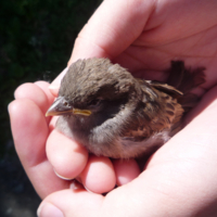 Спасительные руки