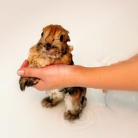 Я пушистый, но мокрый...