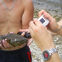 Портреты двух налимов