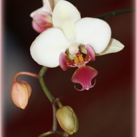Орхидея, Ее Величество.