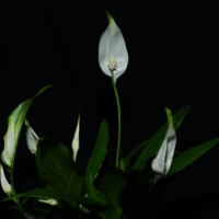 Spathiphyllum