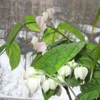 цветы на фоне зимы