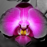 "Orchidáceae"