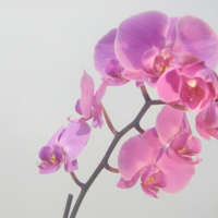 Орхидея №115