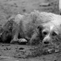 несчастный, бездомный пёс