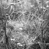 web