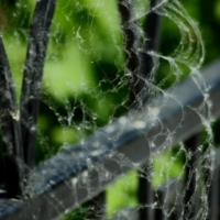 Сквозь сеть паутины