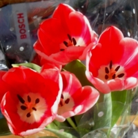 Тюльпаны..."bosch":)))