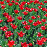 Tulip Woodstock