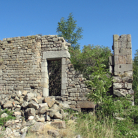 И на камнях растут деревья