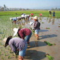Рисовые поля Таиланда.
