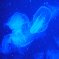 Барселона_аквариум_медузы