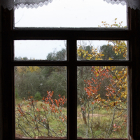 окно в осень