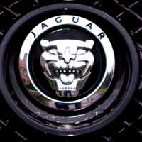 Ягуар - домашний зверь