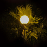 Пальмовый фонарь