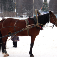 Припарковалась