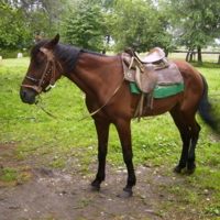 Парковая работяга