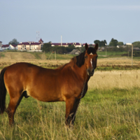 Портрет деревенского коня