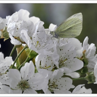 Вишневый цвет на десерт