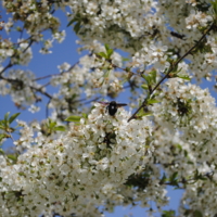 цветистая весна