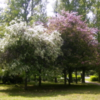 Разноцветные яблони