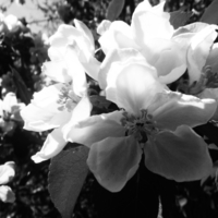 Черно-белое цветение