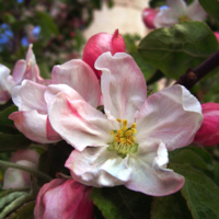 Яблони в цвету - весны кружение!