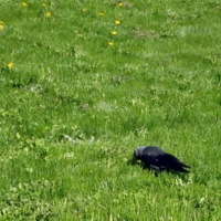 Во  зелёном  лугу. ..