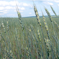 В стадии молочной спелости.