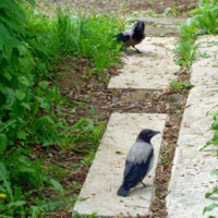 Под  наблюдением.