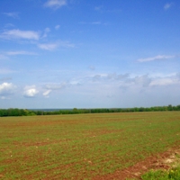 Весенний  посев.