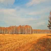 Осень золотая