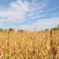 В кукурузном поле
